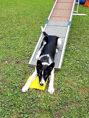 Target Training