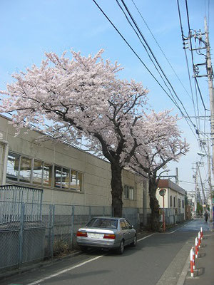 京王線が地下化される前、布田駅の脇にあったサクラの木です。（2003年撮影）