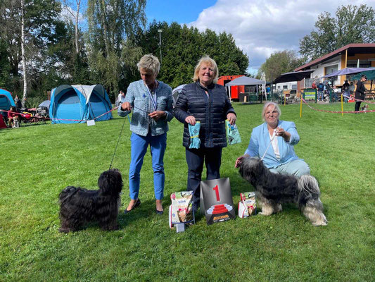 BOB und BOS Tibet Terrier