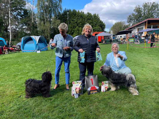 BOB und BOS Tibet Terrier