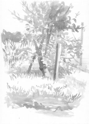 Apple Tree, Ink on A4 paper, 45 euro