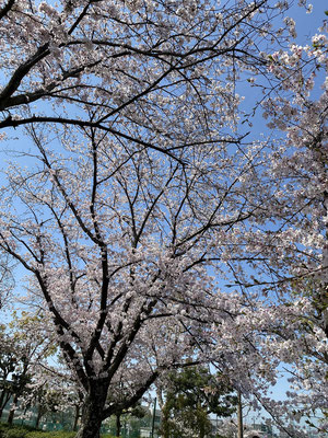 岡山市大元公園　桜