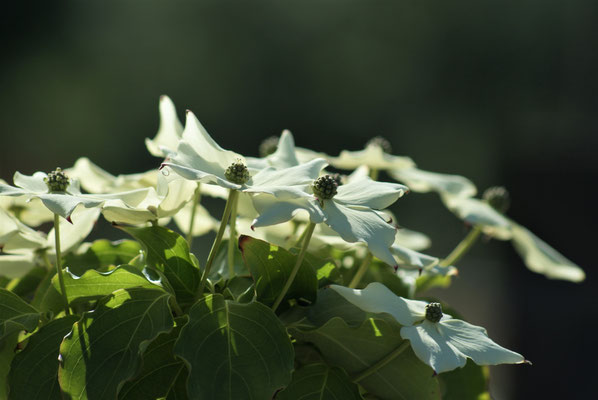 Chinesischer Blumenhartriegel