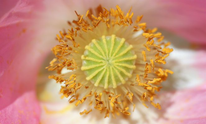 Einbilck Mohn