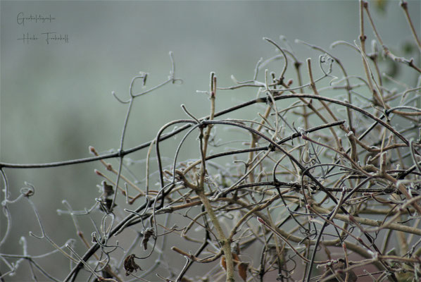Clematisranken im Winter