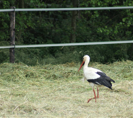Besuch auf Nachbars Weide