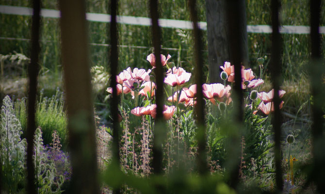 Impression aus dem Schattengarten