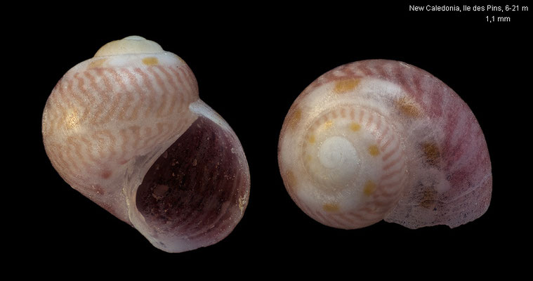 Gabrielona pisinna - New Caledonia, Ile des Pins, 6-21 m 2/2019