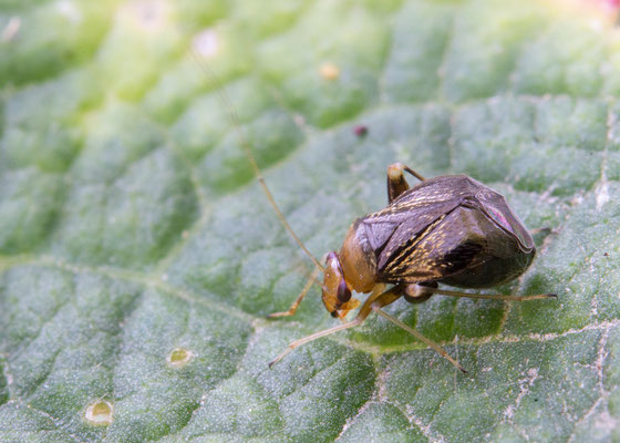 Halticus luteicollis - Zornheim, Garten 7/2017 (Gelbhals-Springwanze)