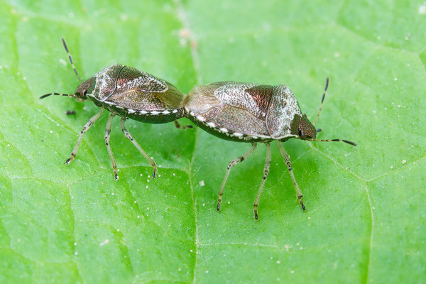 Eysarcoris venustissimus - Zornheim, Garten, Waldziest 5/2017 (Schillerwanze)