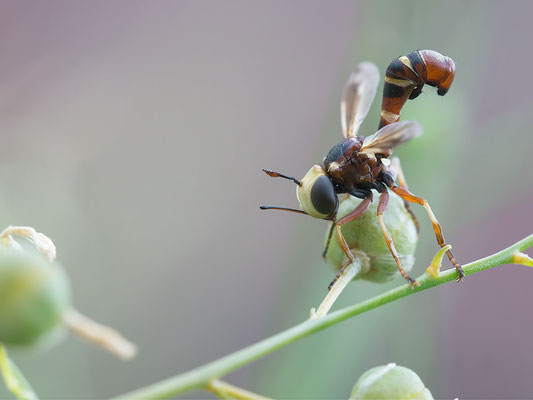 Physocephala vittata - Zornheim, Garten 7/2015 (Helle Stieldickkopffliege)