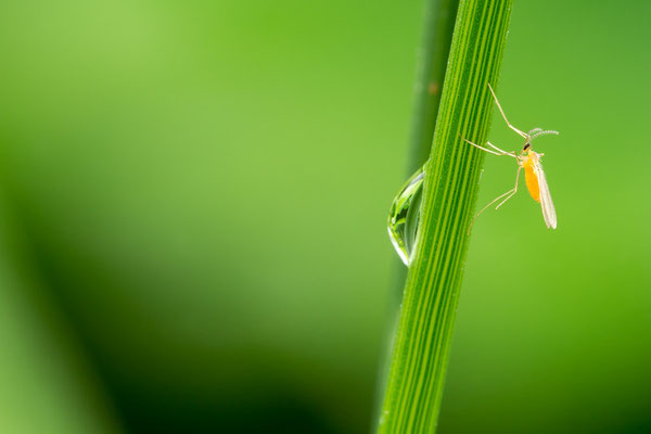 Cecidomyiidae - Zornheim, feuchte Wiese 6/2019 (Fam. Gallmücken)
