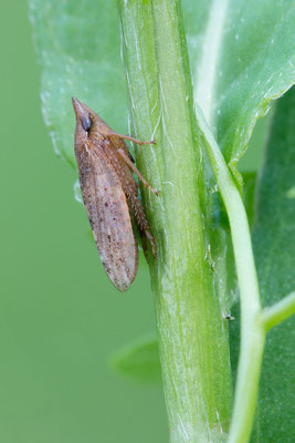Aphrodes makarovi - Zornheim, Teichgebiet  8/2015 (Wiesenerdzikade)