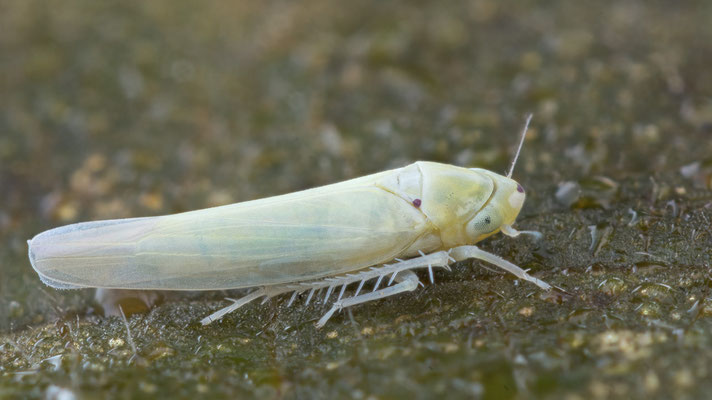 Zygina nivea - Zornheim, Garten, unter Haselnussblatt 12/2016 (Fam. Zwergzikaden)