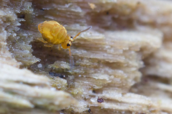 Sminthurinus aureus - Zornheim, Garten 1/2018 (Kugelspringer: Katiannidae)