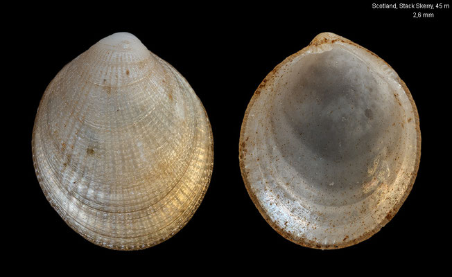 Crenella decussata - Scotland, 1 mile East of Scack Skerry, dredged in 45 m 10/2010 (Mytilidae)