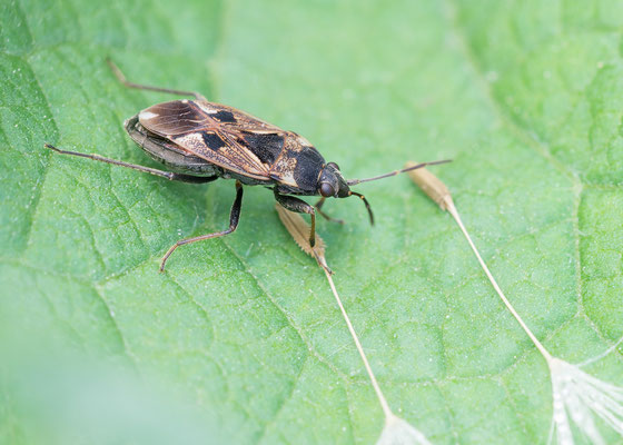 Rhyparochromus pini - Eich, Altrhein 5/2017 