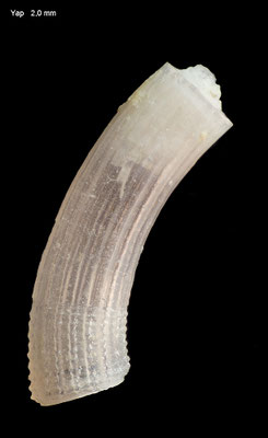 Caecum brennani - Micronesia, Yap 2016