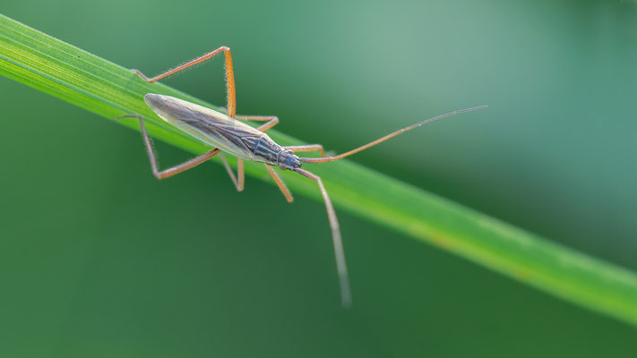 Notostira elongata - Zornheim, Hasenberg, am Neuen Wald 8/2017
