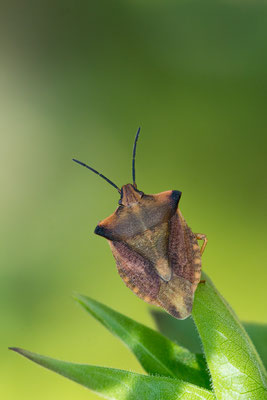 Carpocoris fuscispinus - Zornheim, Garten 4/2015 ( Nördliche Fruchtwanze)