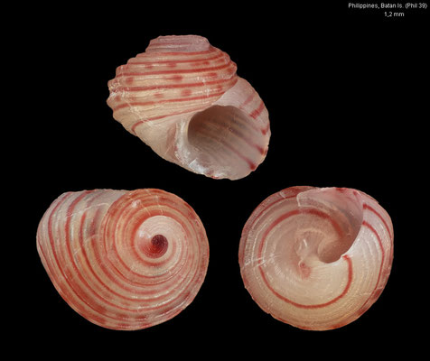 Microcollonia rubricincta - Philippines, Batanes, Batan Is., 15-26 m 2/2023