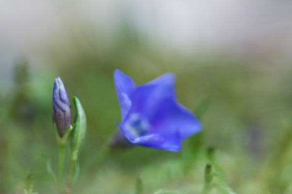 Vinca minor - Ober-Olmer Wald 3/2015 (Kleines Immergrün)