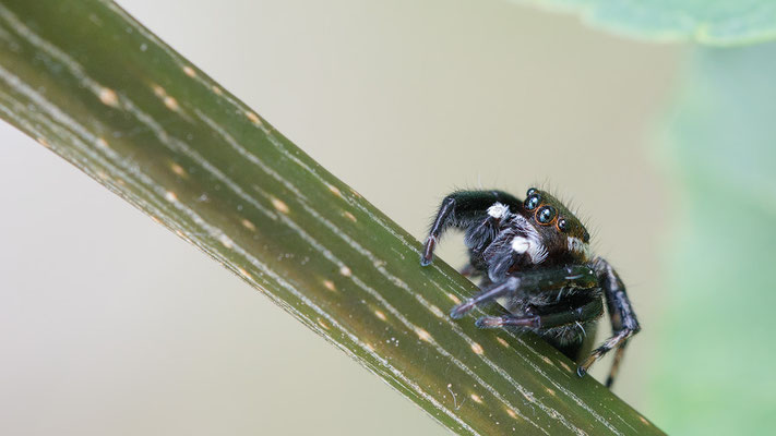 Pseudeuophrys obsoleta - Kroatien, Cres, Martinscica 6/2017 (Fam. Springspinnen)