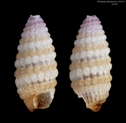 Horologica gilvocincta - Papua New Guinea, off Kavieng, Baudisson Island, 18-27 m 12/2012