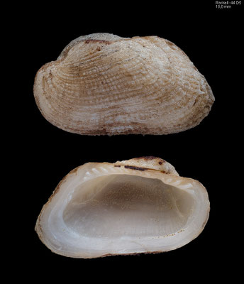 Asperarca nodulosa - Scotland, Rockall-44D5, 57°46'N 14°32'W 9/2016 (Arcidae)