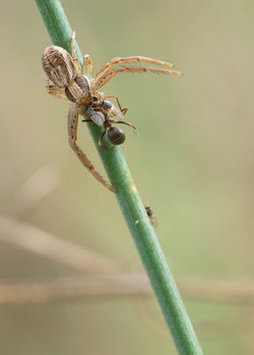 Xysticus cristatus - Mainz, Düne 8/2015 (Braune Krabbenspinne)