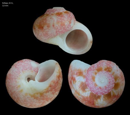 Neocollonia pilula - Egypt, Safaga, 42 m 12/2013