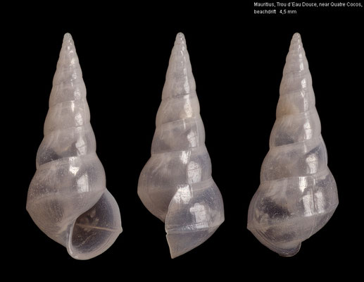 Scalenostoma carinatum (juvenil) - Mauritius, Trou d´Eau Douce 4/2013