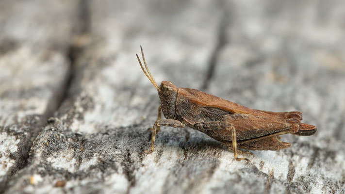 Tetrix subulata - Sörgenloch, Selzufer 9/2018 (Säbel-Dornschrecke)