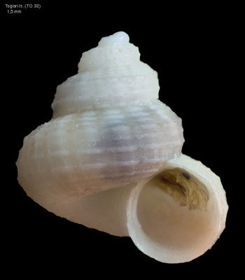 Solariella cf. pygmaea - Indonesia, Togian Is., 18 m, 10/2010 (Solariellidae)