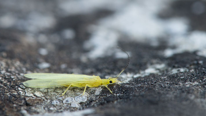 Siphonoperla torrentium - Frankreich, Amboise, Loire-Ufer 6/2015 (Fam. Chloroperlidae - Steinfliegen)
