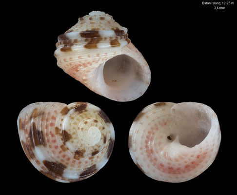 Collonista spec. 12 - Philippines, Batanes, Batan Island, 12-25 m 2/2023