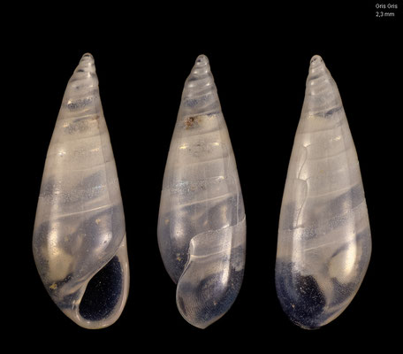 Melanella spec. 17  - Mauritius, Gris Gris, beach 9/2017 
