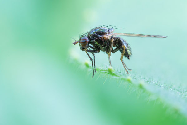 Calliopum aeneum oder simillimum - Zornheim, Garten 5/2016 (Faulfliege)