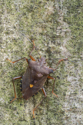 Pentatoma rufipes - Offenheim, Vorholz, Wald 7/2022 (Rotbeinige Baumwanze)