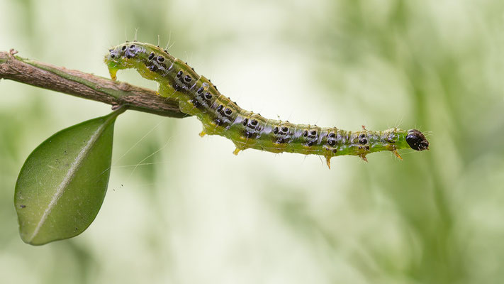 Cydalima perspectalis - Zornheim, Garten, Buchs 5/2015 (Buchsbaumzünsler)