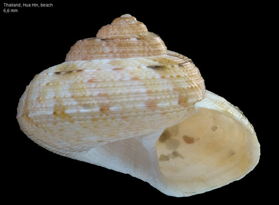 Ethminolia stearnsii - Thailand, Hua Hin, beach 3/1996