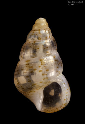 Haurakia marmorata - Mauritius, Gris Gris, beachdrift 9/2017