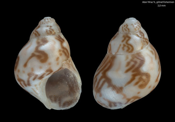 Tricolia pullus - France, l´Aber Wrac´h port, fishermen 6/2006