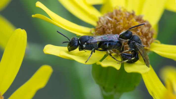 Hylaeus spec.  - Zornheim, Garten,  Jakobs-Greiskraut 7/2017 (Fam. Maskenbienen)