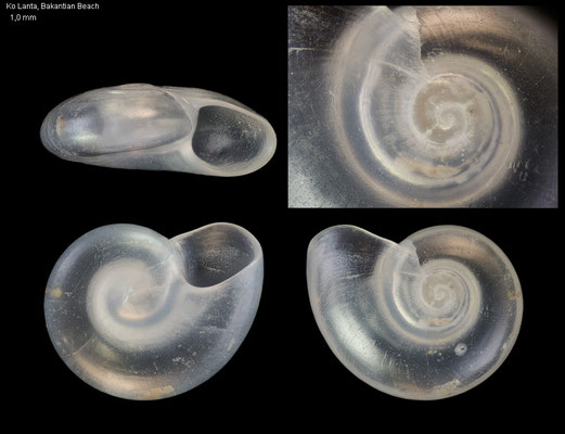 Teinostoma spec. 4 - Thailand, Andaman Sea, Ko Lanta, Bakantian Beach 7/2016