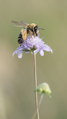 Dasypoda hirtipes - Mainz, Düne  8/2015 (Dunkelfransige Hosenbiene)