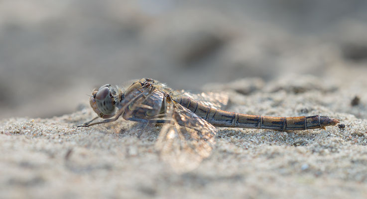 Sympetrum striolatum ♀ - Mainz, Düne 9/2015 (Große Heidelibelle)