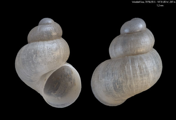 Powellisetia pelseneeri - Weddell Sea, 70°56,55 S - 10°31,85 W, 297 m 2/2014