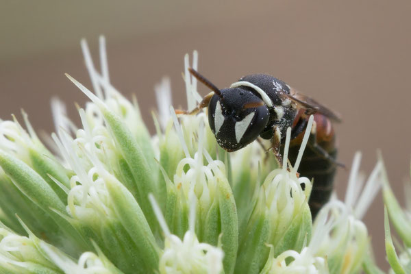 Hylaeus variegatus ♀ - Mainz-Finthen, Flugplatz, an Feldmannstreu 8/2020 (Rote Maskenbiene)