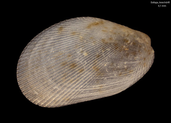 Gregariella ehrenbergi - Egypt, Safaga, beachdrift 10/1999 (Mytilidae)